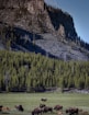 green pine trees near mountain during daytime