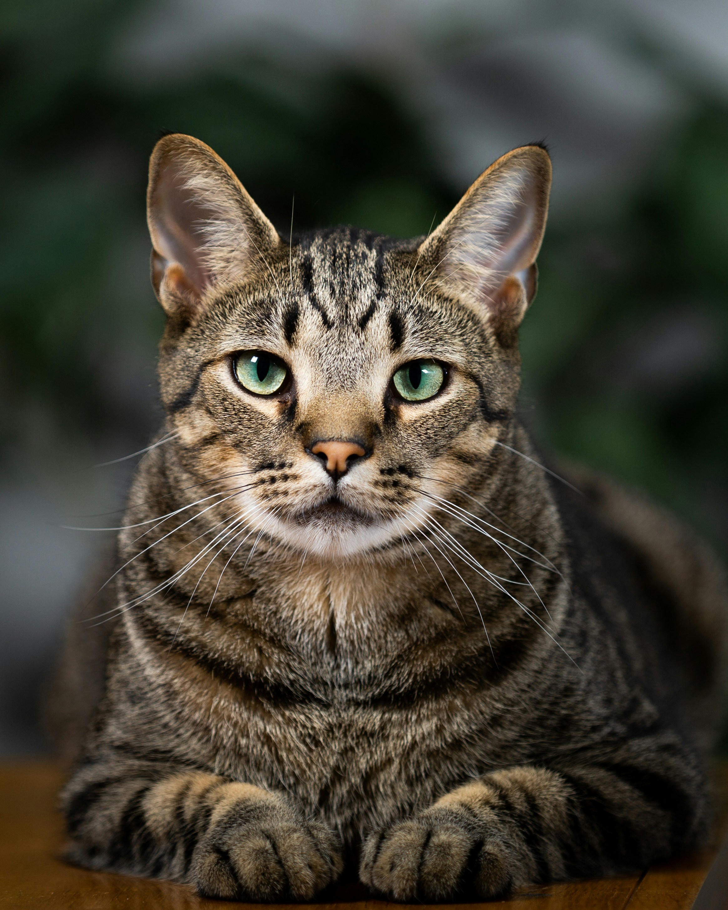 Brown tabby cat in tilt shift lens