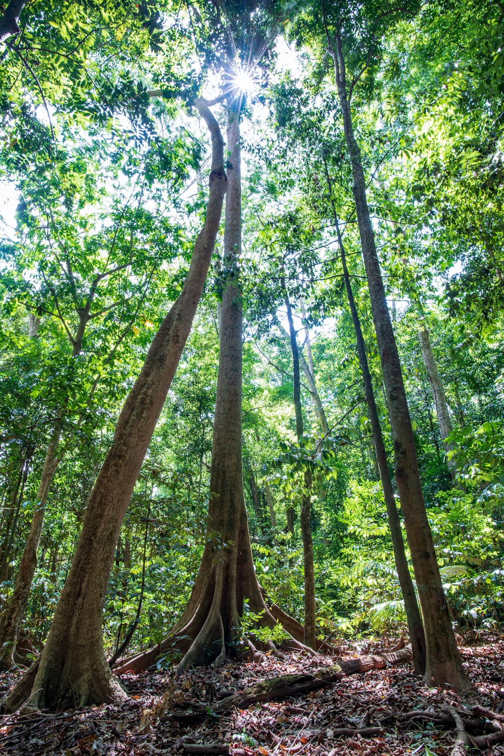 árboles verdes y marrones durante el día