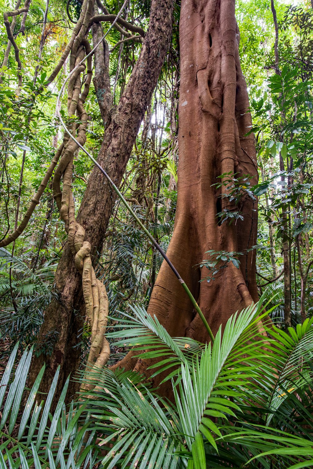 brown tree trunk during daytime