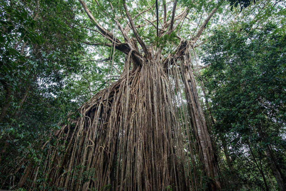 brown tree trunk during daytime