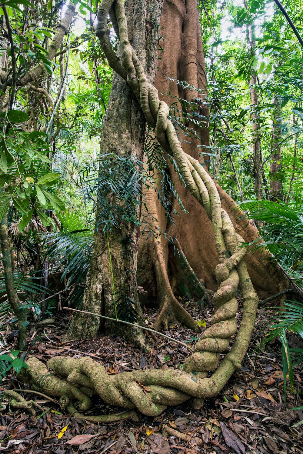 green and brown tree trunk