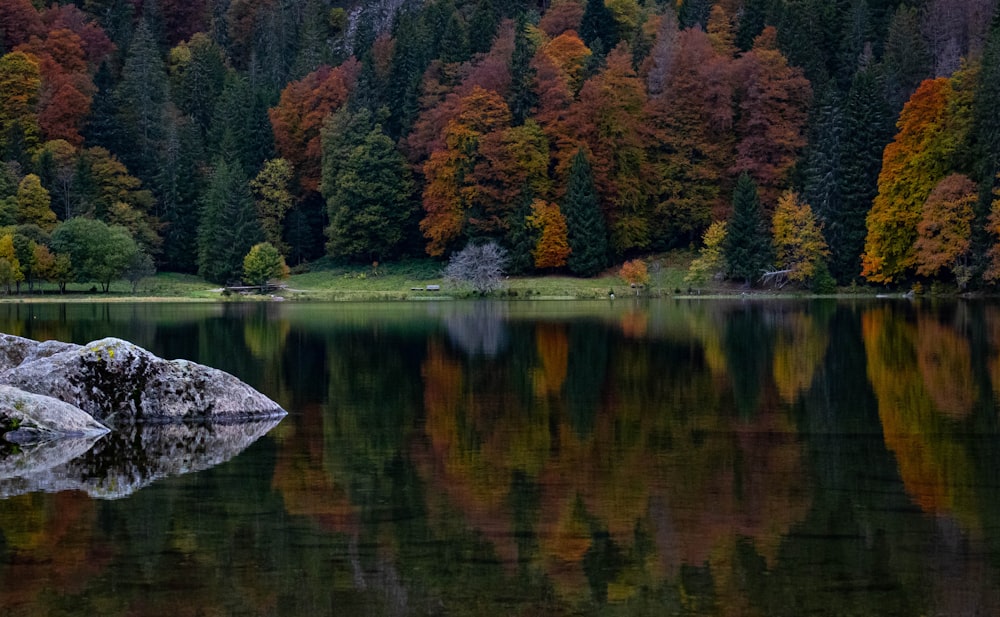 green and brown trees beside lake during daytime