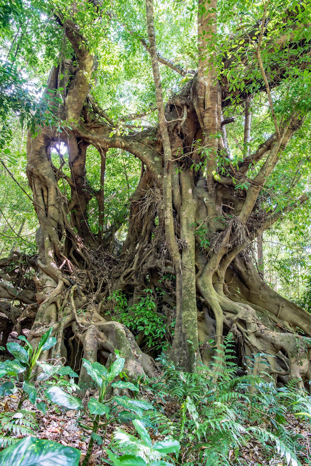 brown tree with green leaves