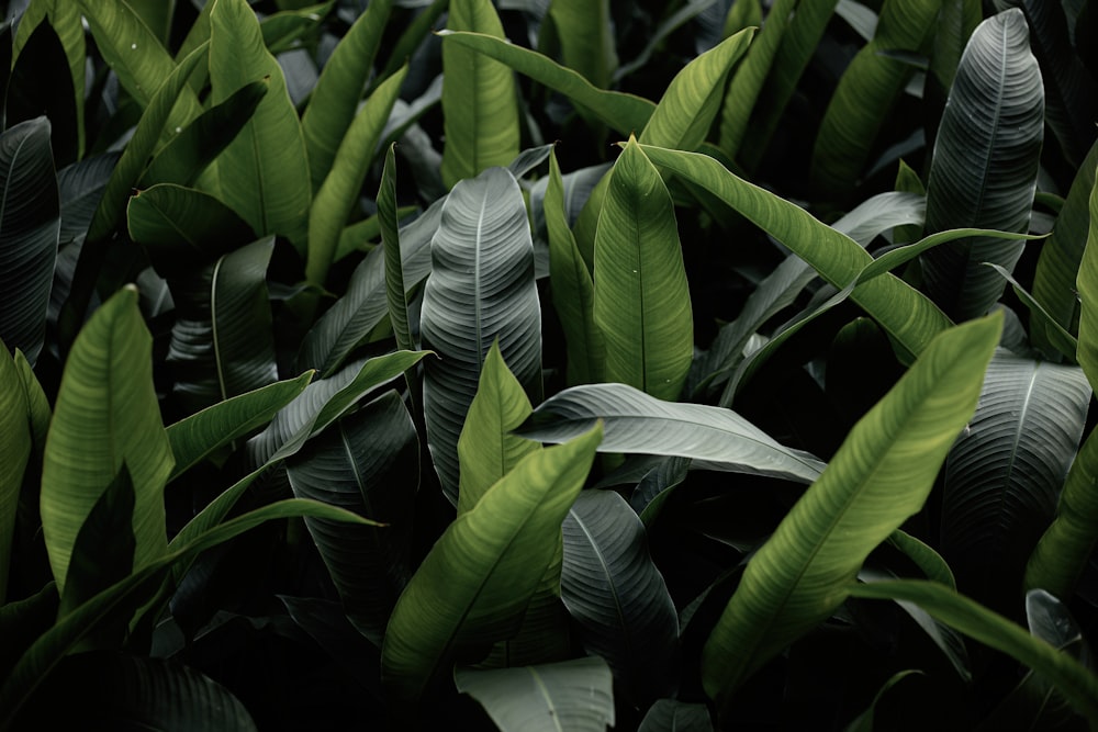 green leaf plant during daytime