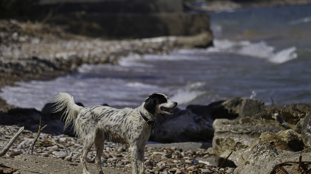 white and black short coat medium dog standing on rock near body of water during daytime