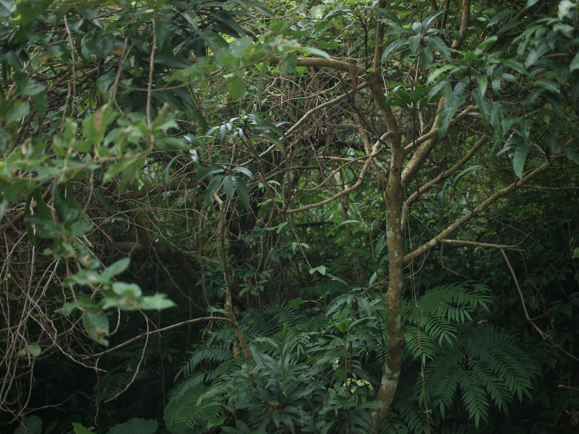 green leaves on brown tree branch