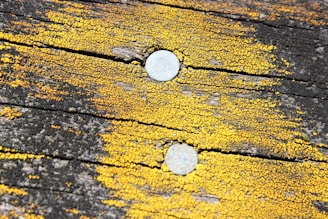 Two metal nails are embedded in a wooden surface that is covered in bright yellow lichen. The wood appears weathered, with dark and light brown hues, highlighting the texture and imperfections.