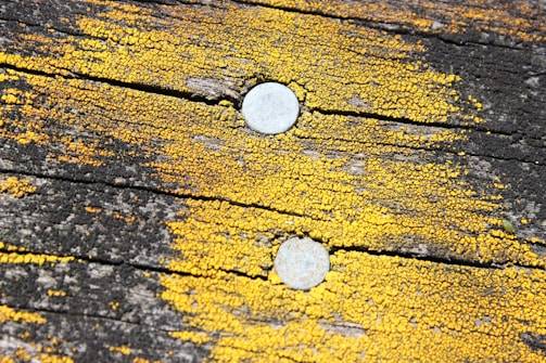 Two metal nails are embedded in a wooden surface that is covered in bright yellow lichen. The wood appears weathered, with dark and light brown hues, highlighting the texture and imperfections.