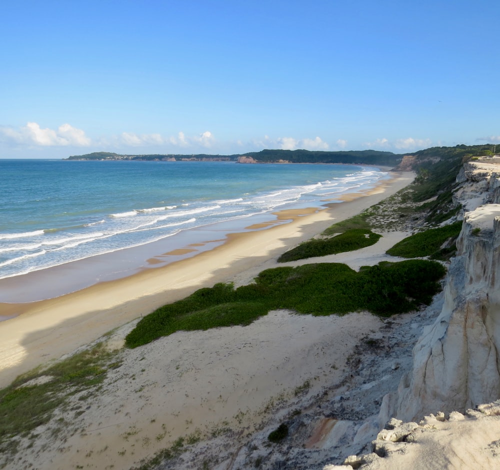 green grass on seashore during daytime