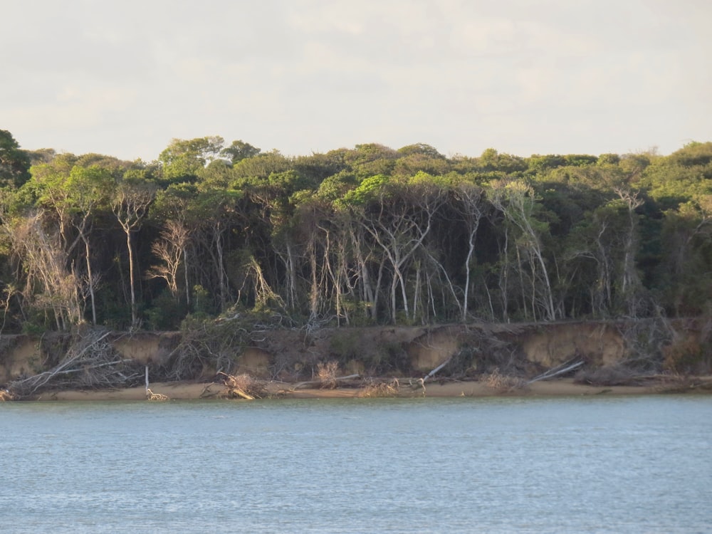 árvores verdes perto do corpo de água durante o dia