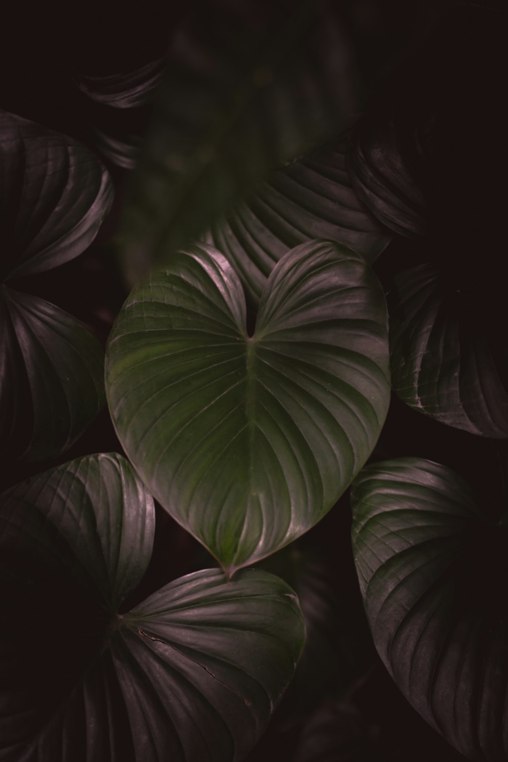 green leaves in black background