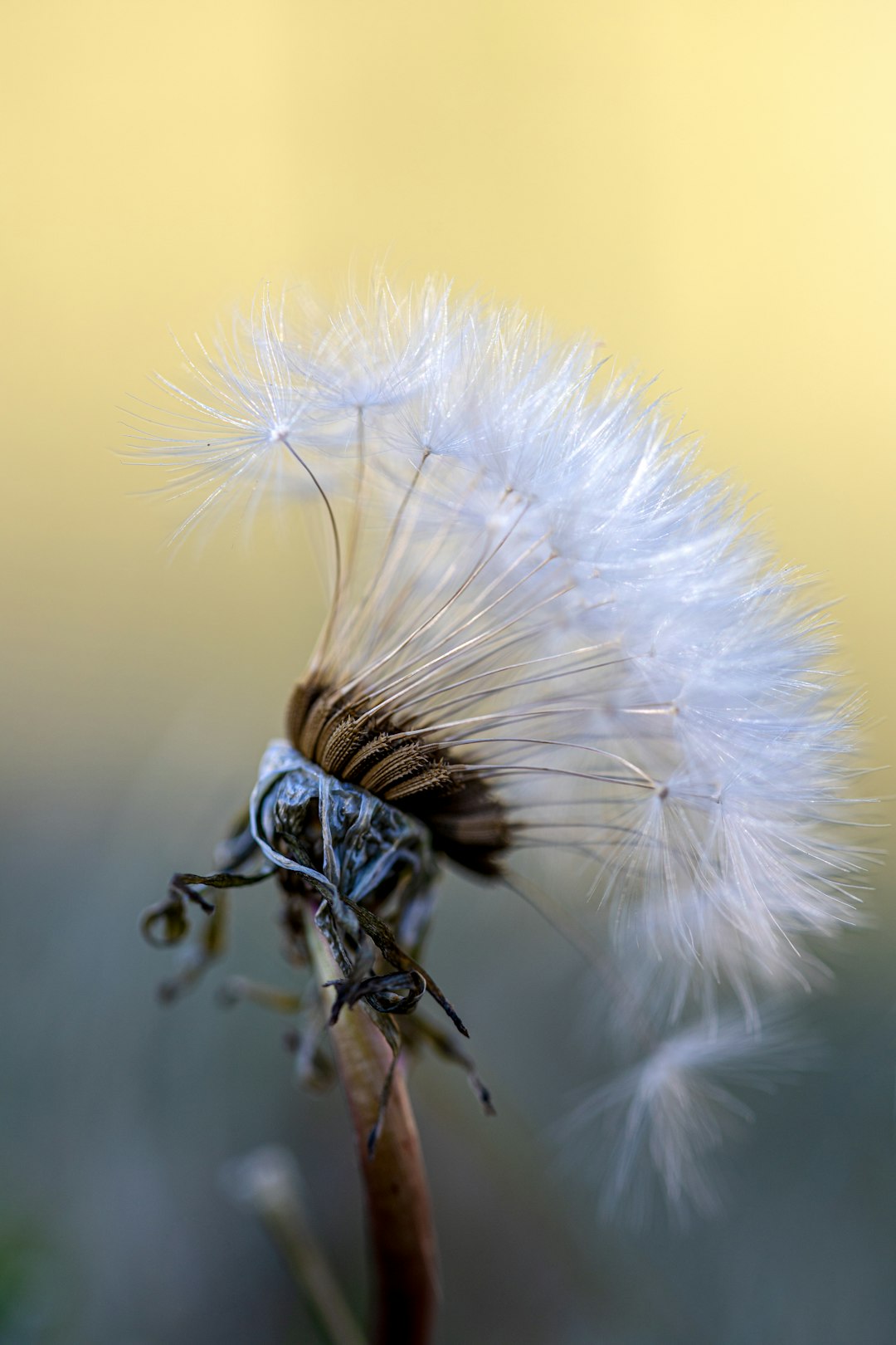 white dandelion in close up photography