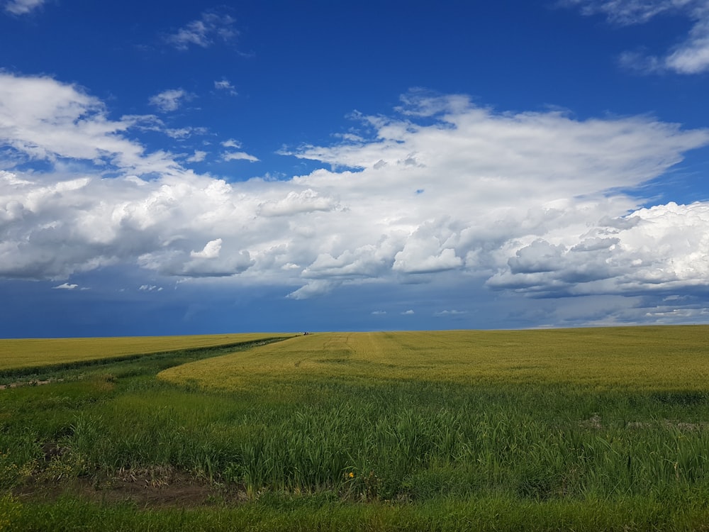 Grünes Grasfeld unter weißen Wolken und blauem Himmel tagsüber