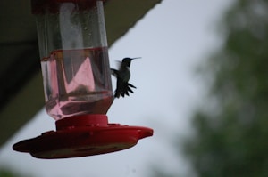 Bird Water Drinker