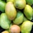 A close-up view of several ripe mangoes piled together, displaying a range of colors from green to yellow and hints of orange. The smooth texture of the mango skins is evident, and some have small darkened areas.