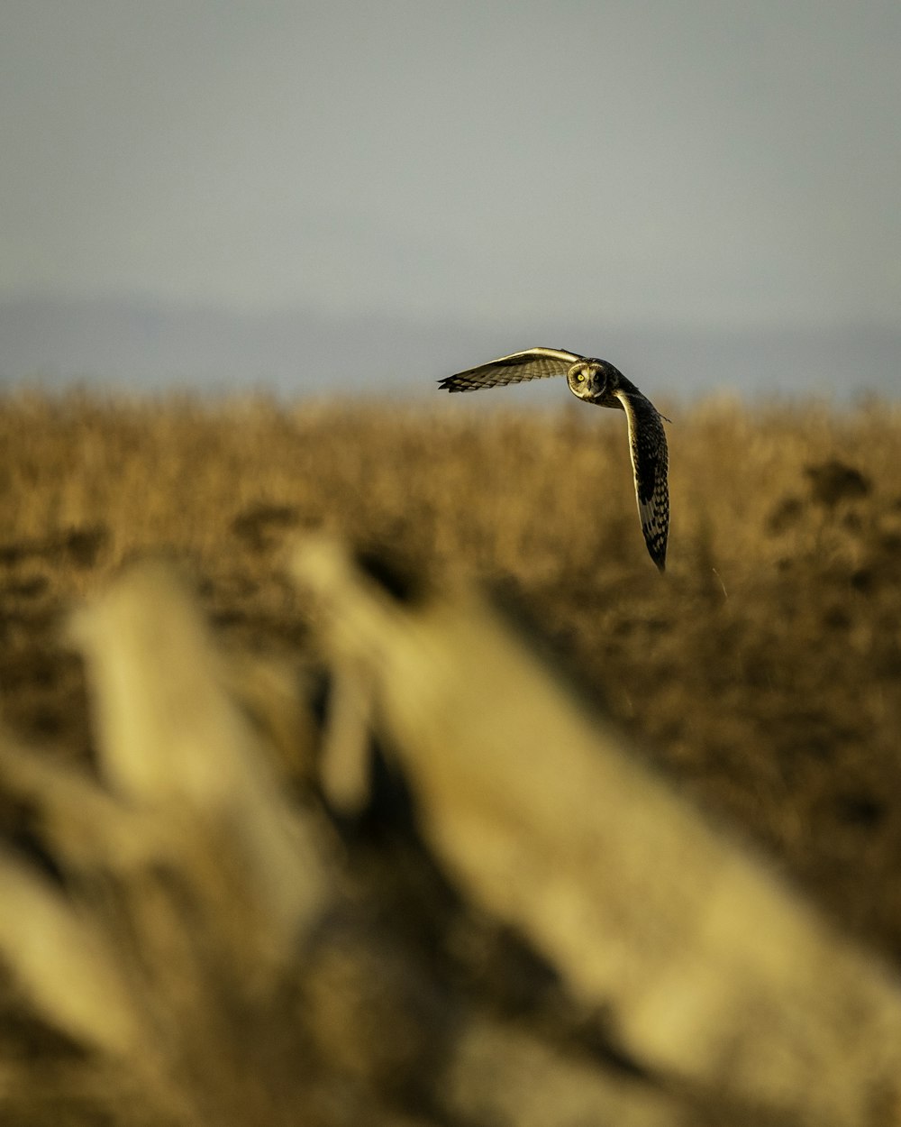 black and white bird flying over brown rock during daytime