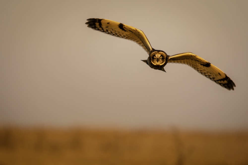 brown and black owl flying