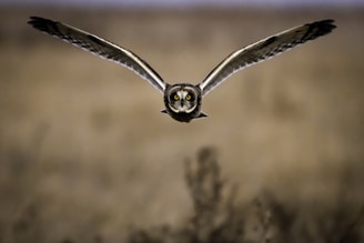 brown and white owl on brown tree branch during daytime