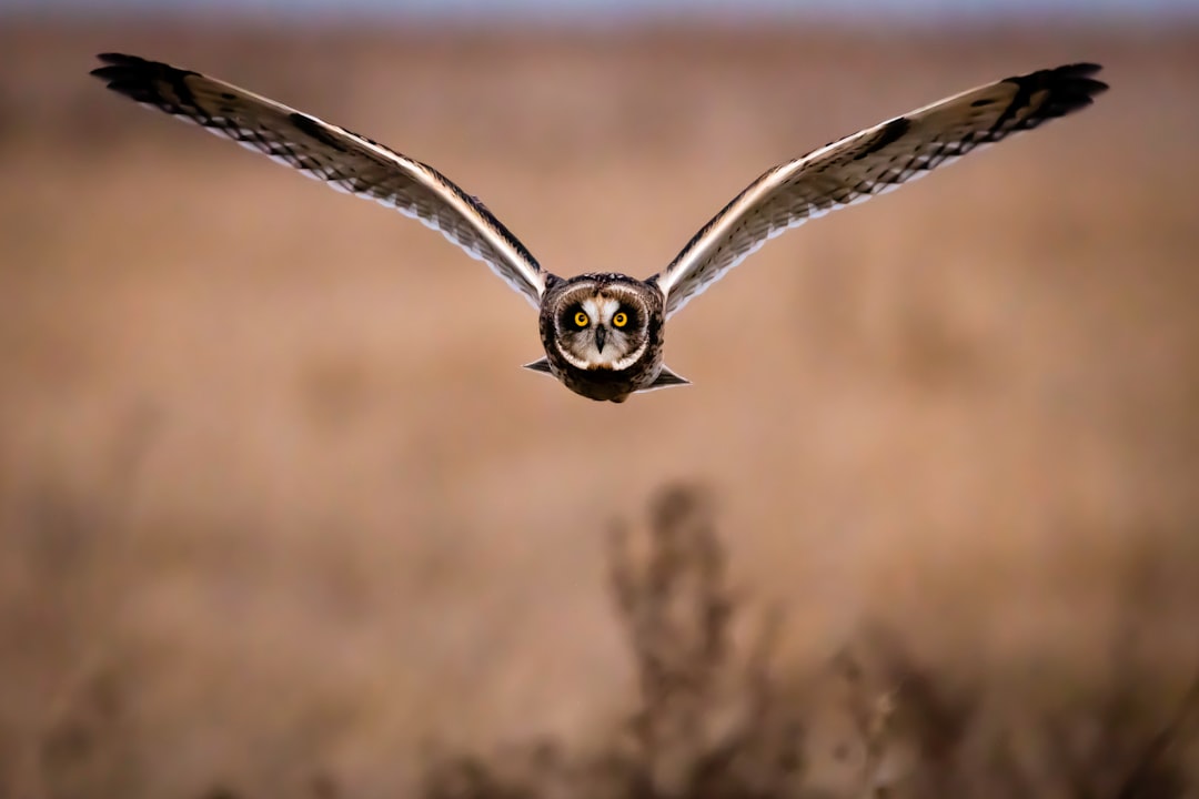  brown and white owl on brown tree branch during daytime owl