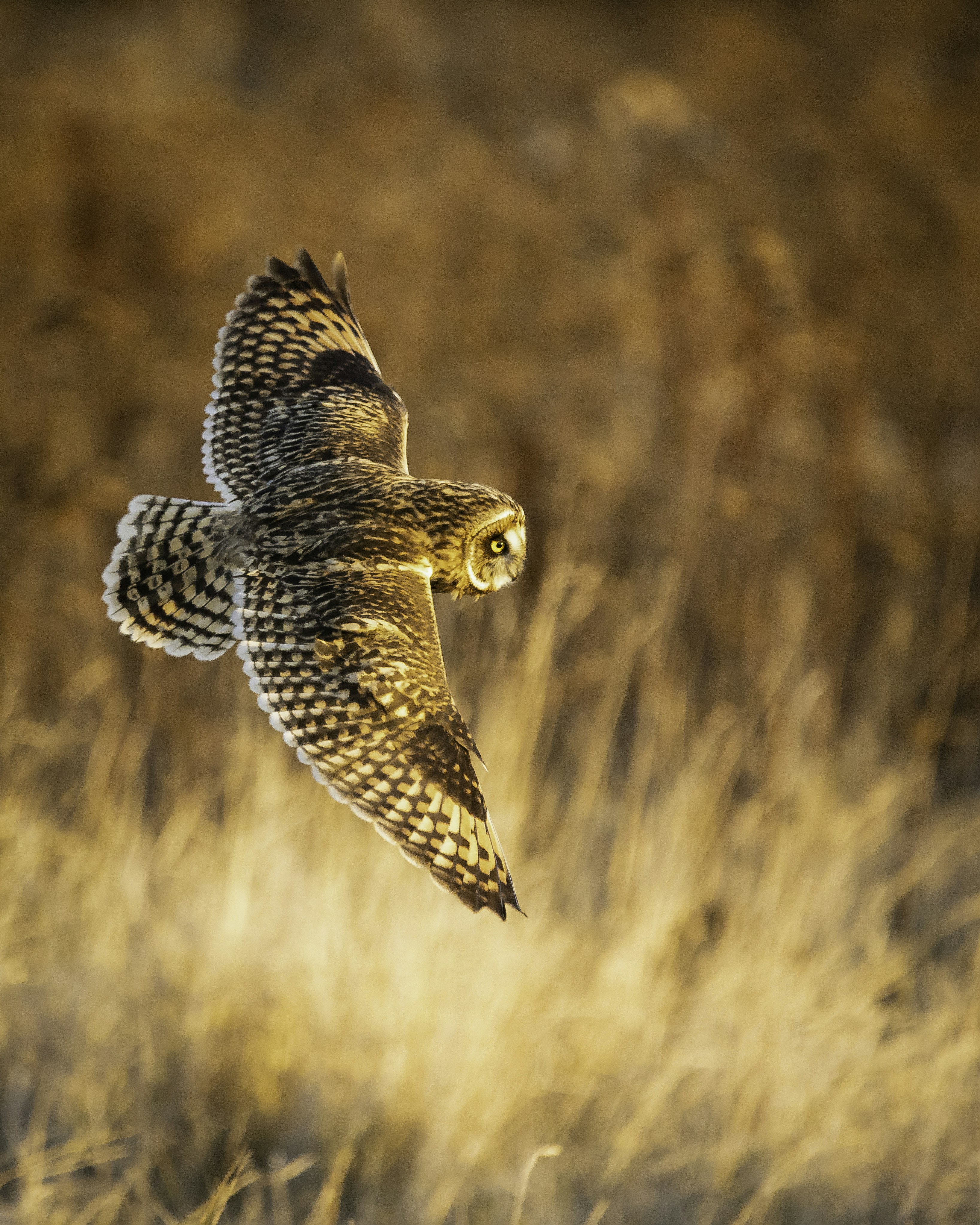 Short eared owl wings.  
