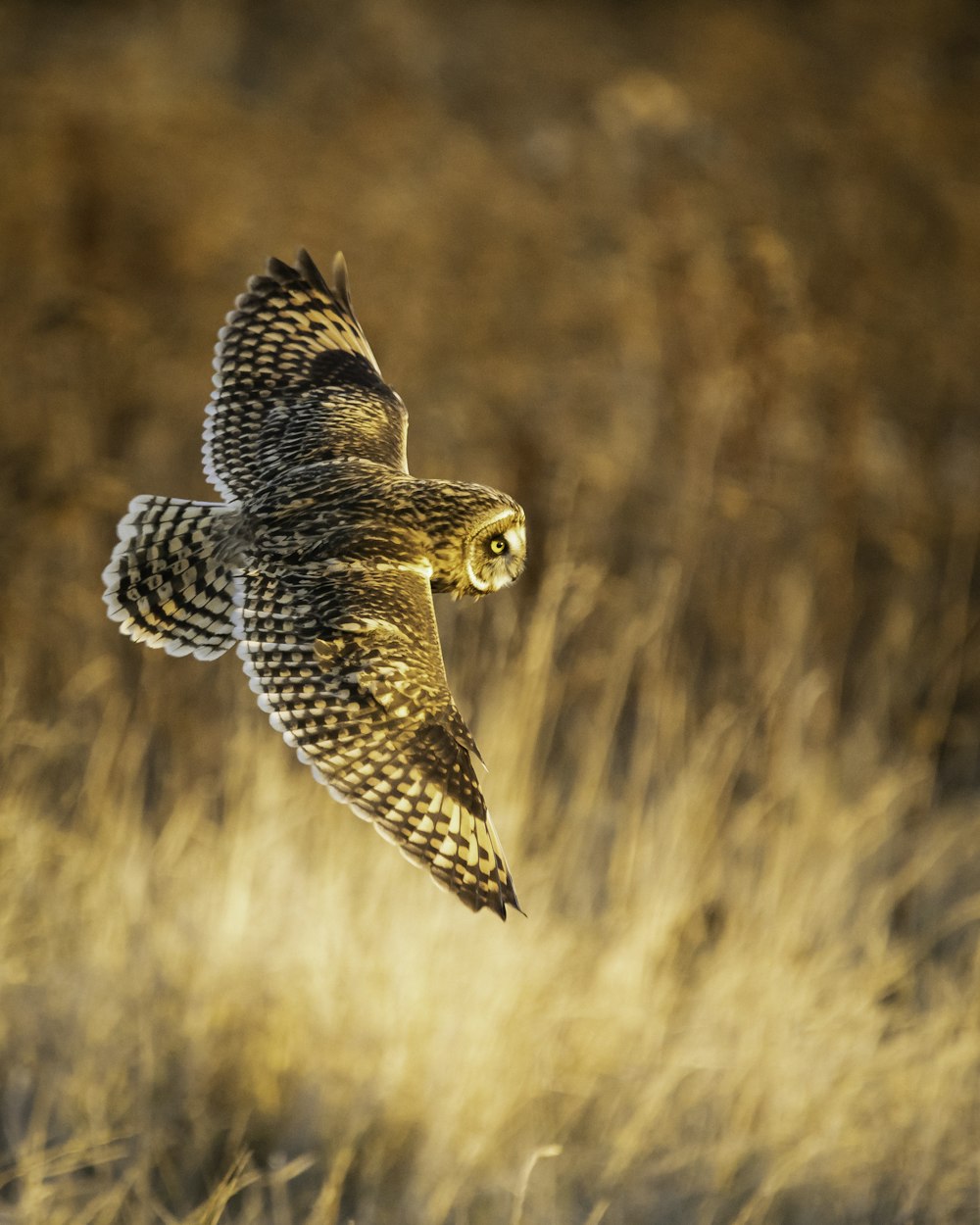 brown and black owl flying during daytime