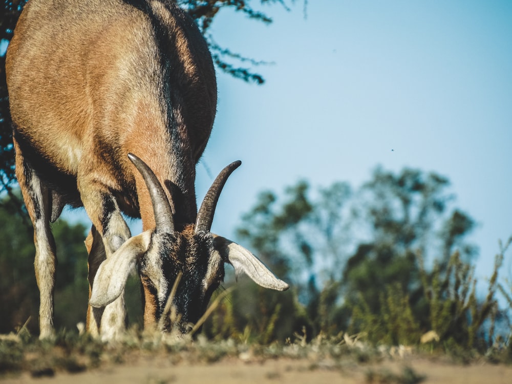 Cerf brun sur un champ d’herbe verte pendant la journée