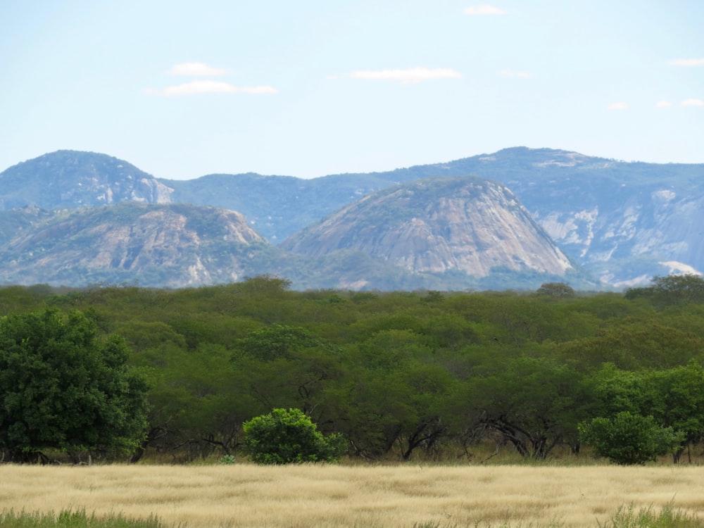 green grass field near green mountains during daytime