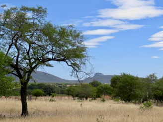 green tree on brown grass field during daytime