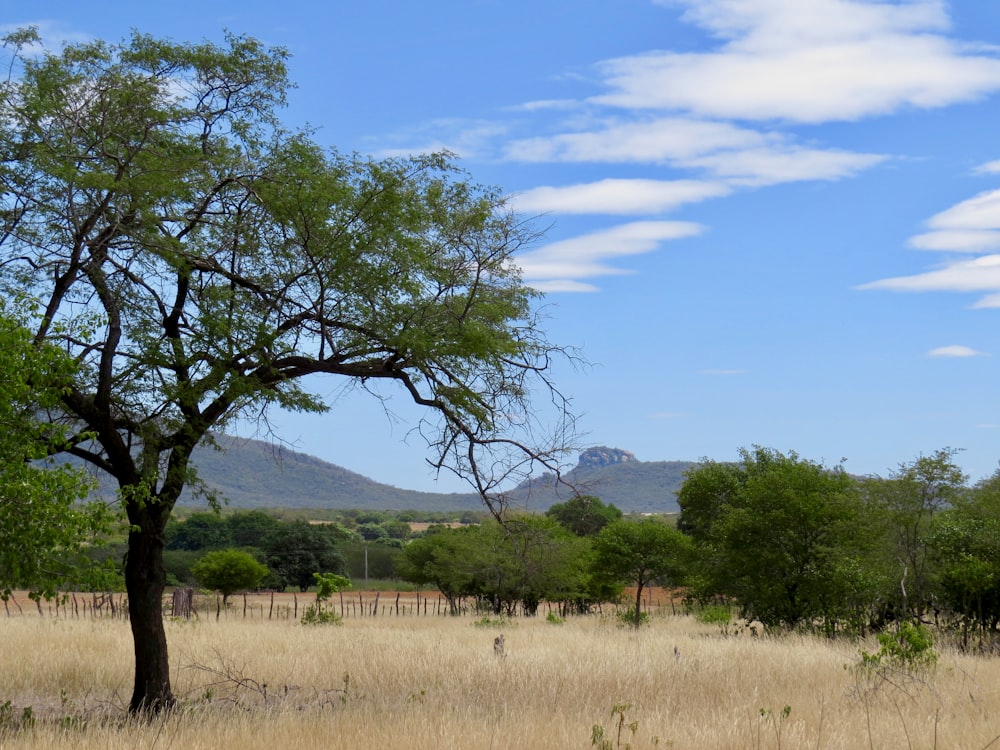 green tree on brown grass field during daytime