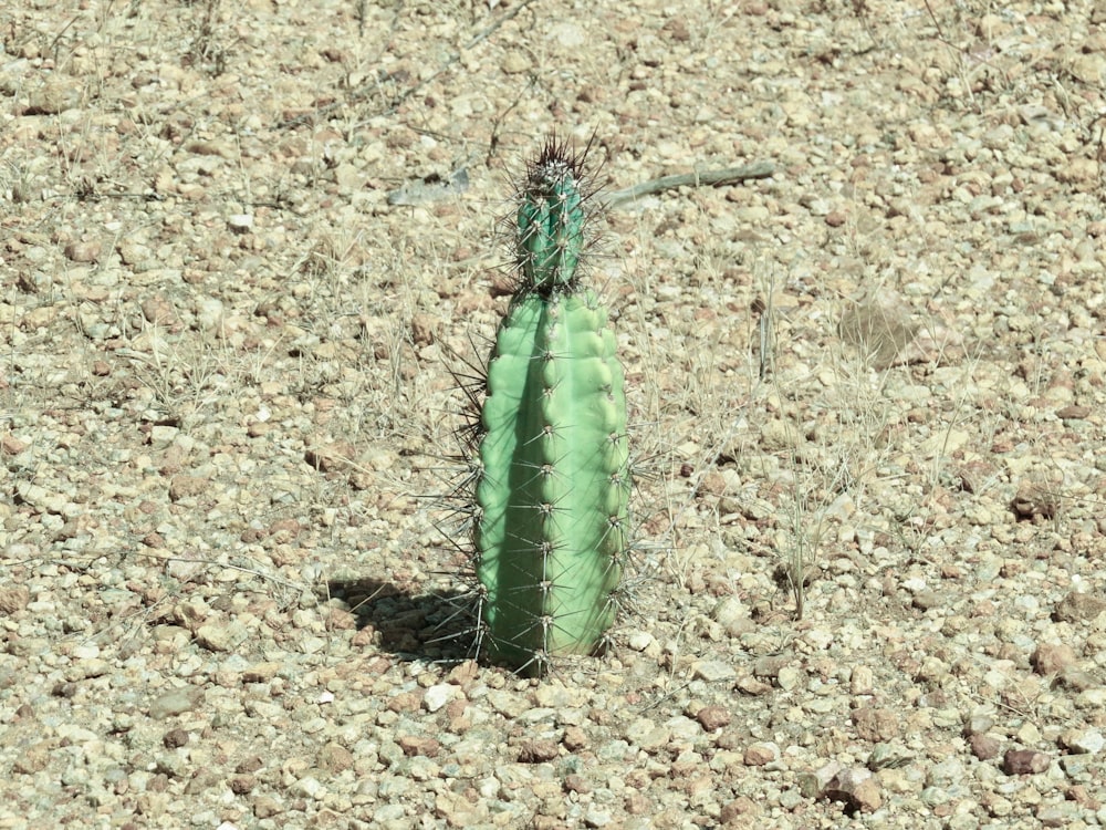 green cactus on brown soil