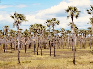 A mature palm tree ready for harvest in a sunny field.