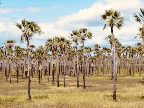 A mature palm tree ready for harvest in a sunny field.
