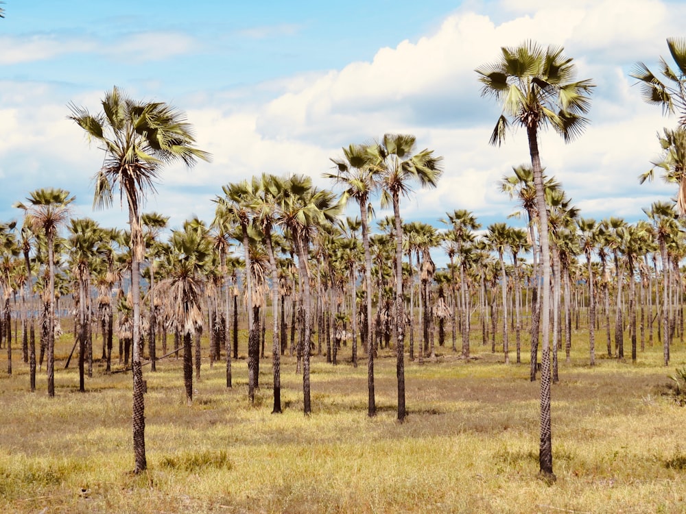 green palm trees on green grass field during daytime