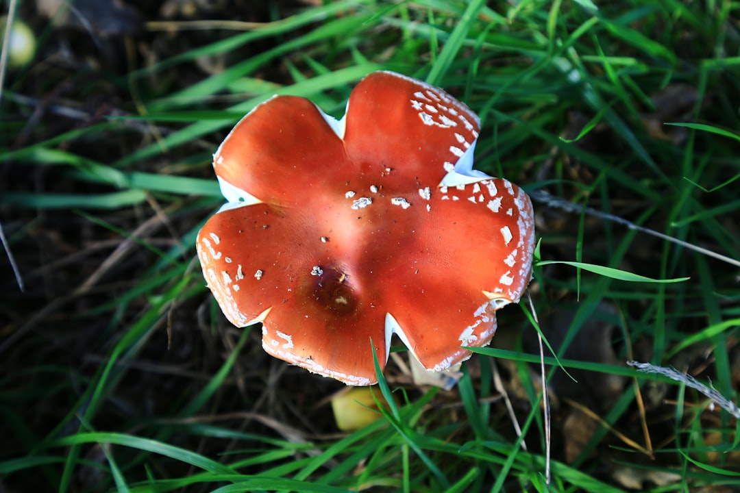 red and white mushroom on green grass