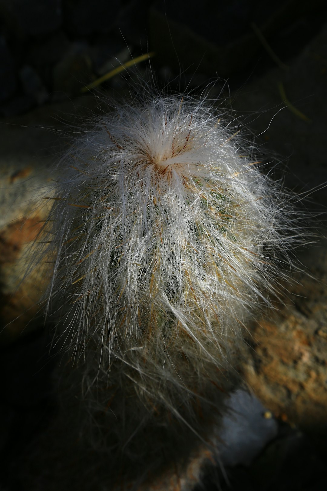 white fur on brown rock