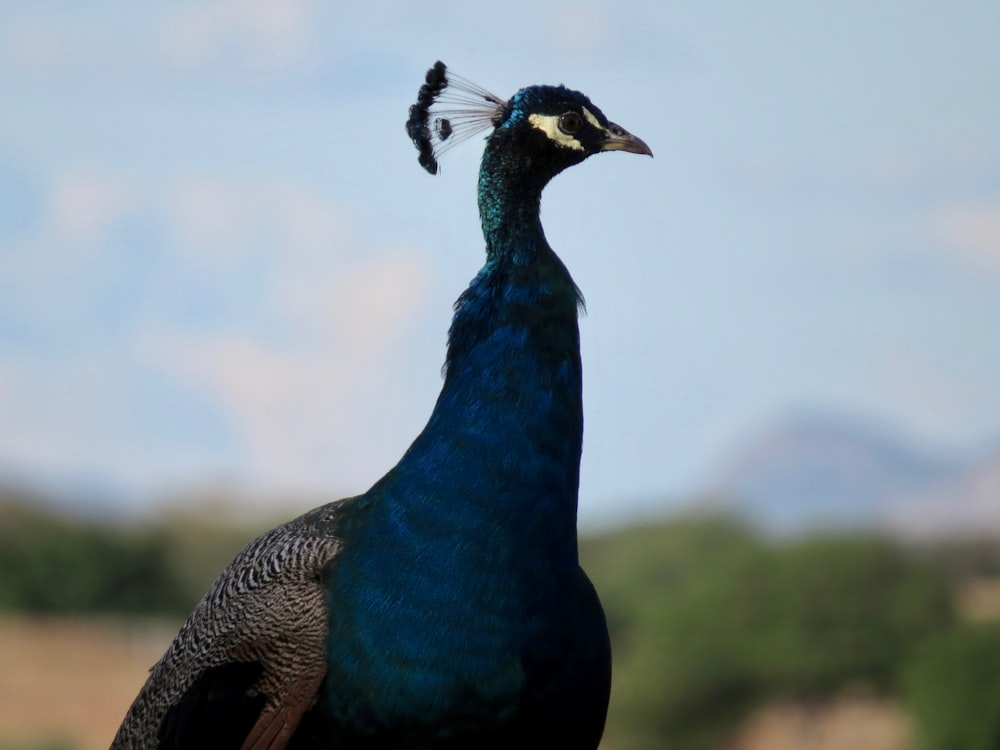 blue peacock in close up photography