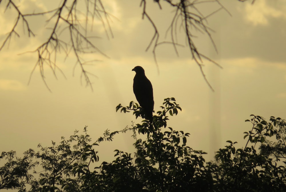 silhouette of bird on tree branch during daytime