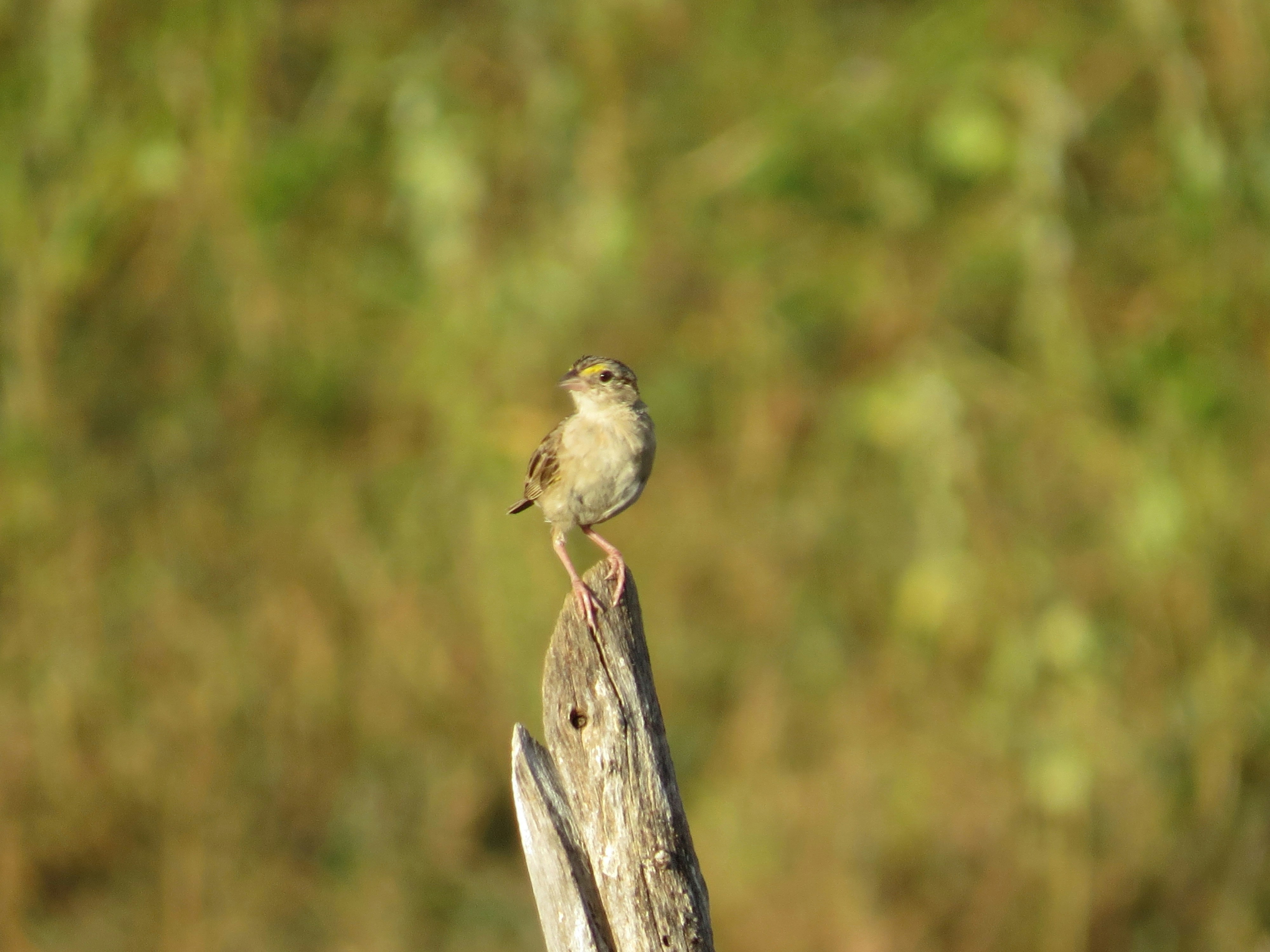 Photo by jaimedantas