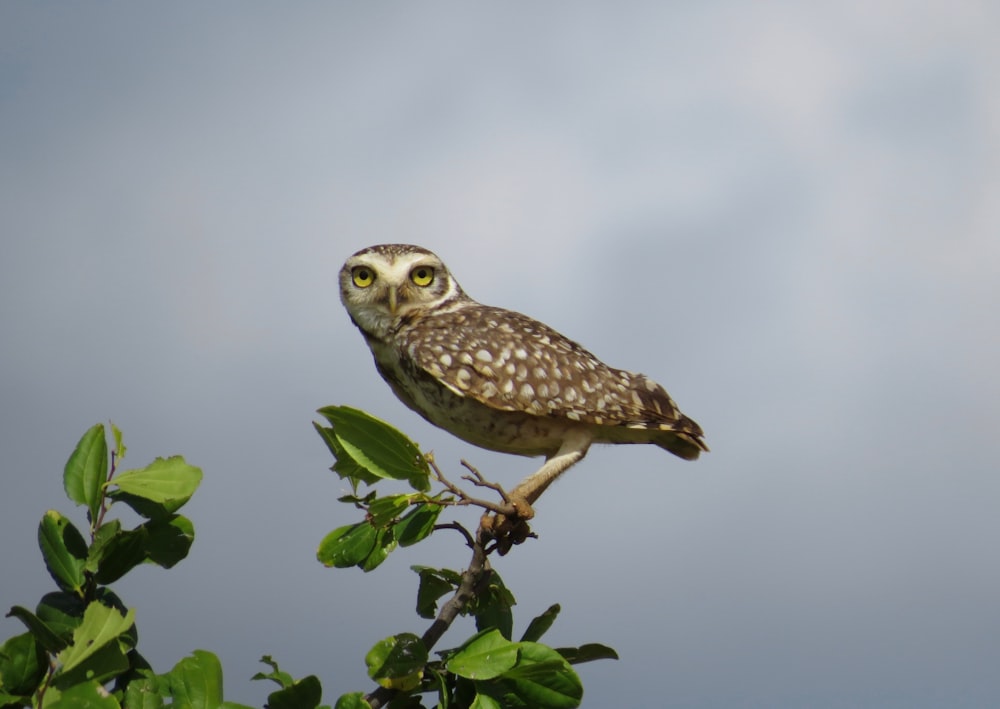 brown owl perched on green leaf during daytime