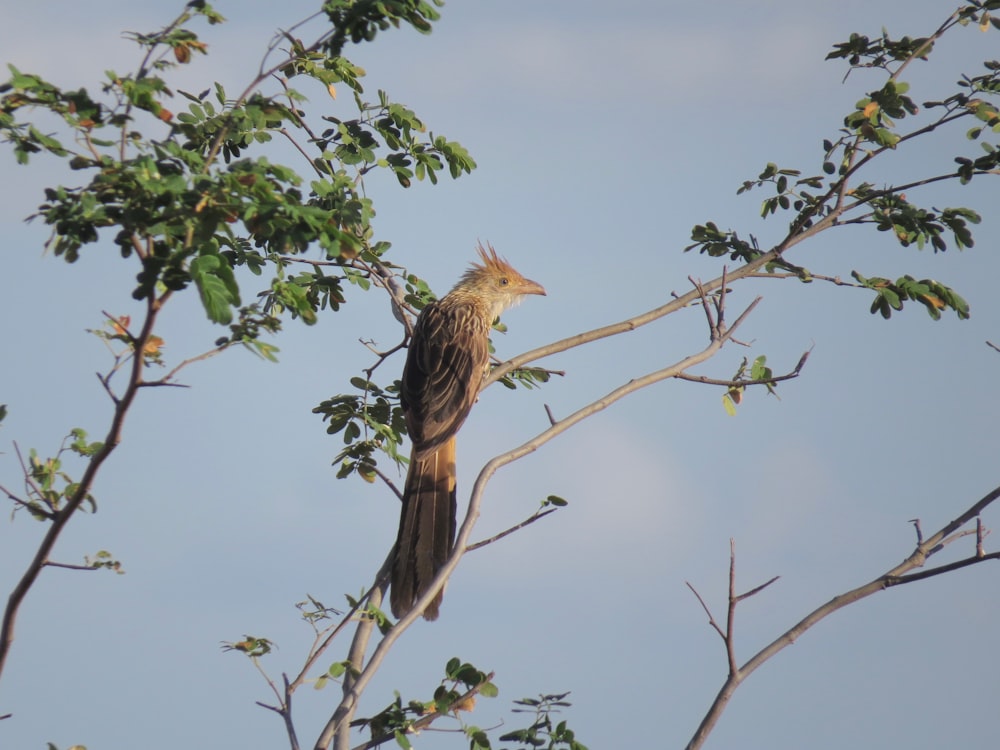 oiseau brun sur une branche d’arbre pendant la journée