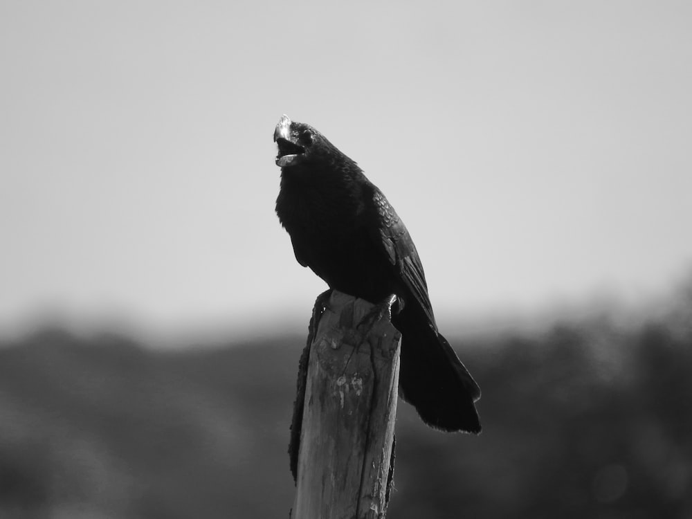 pássaro preto no poste de madeira marrom