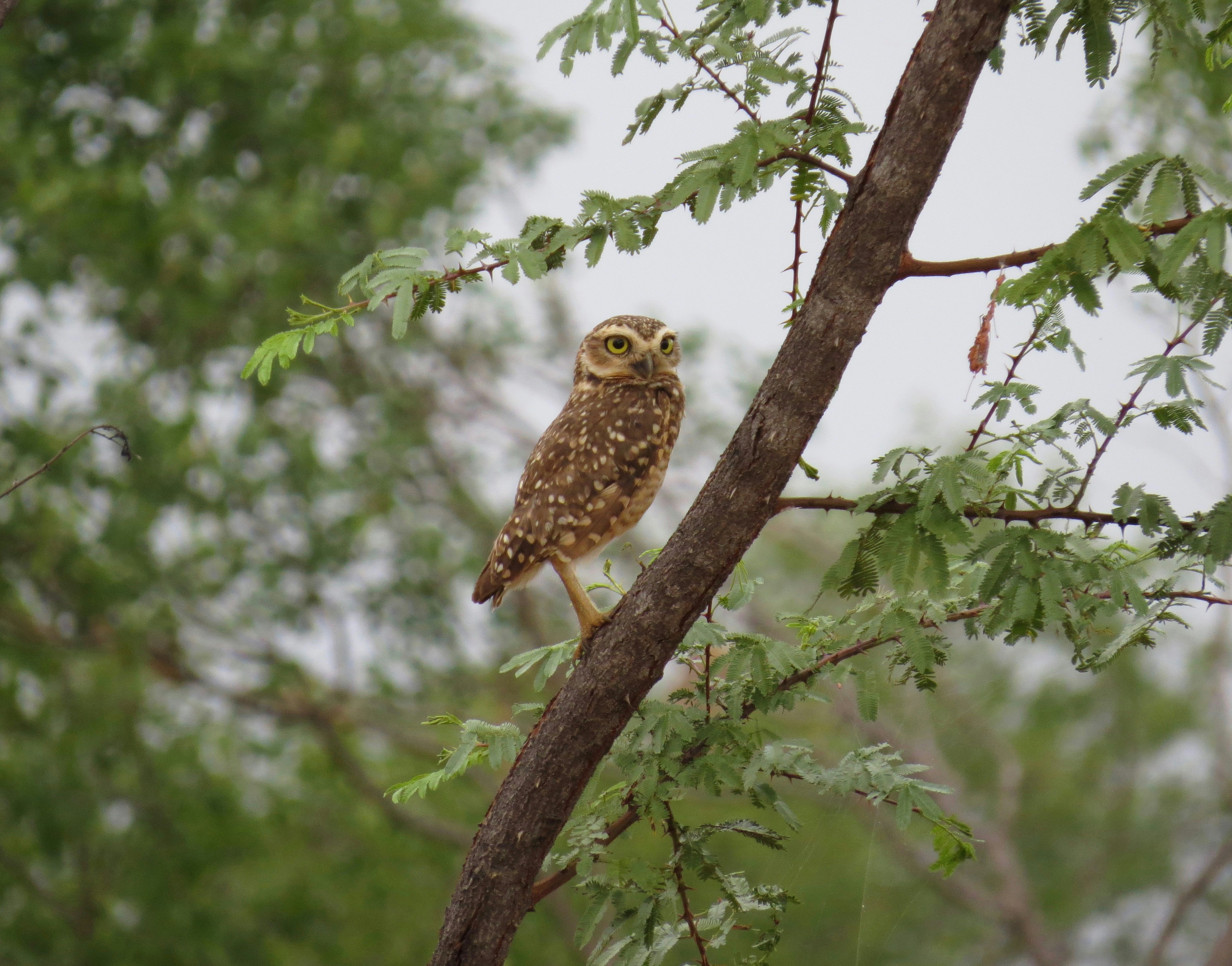 brown owl perched on tree branch during daytime