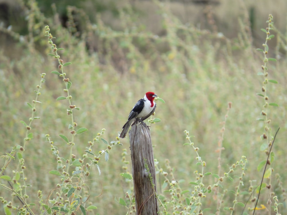 black white and red bird on brown tree branch during daytime