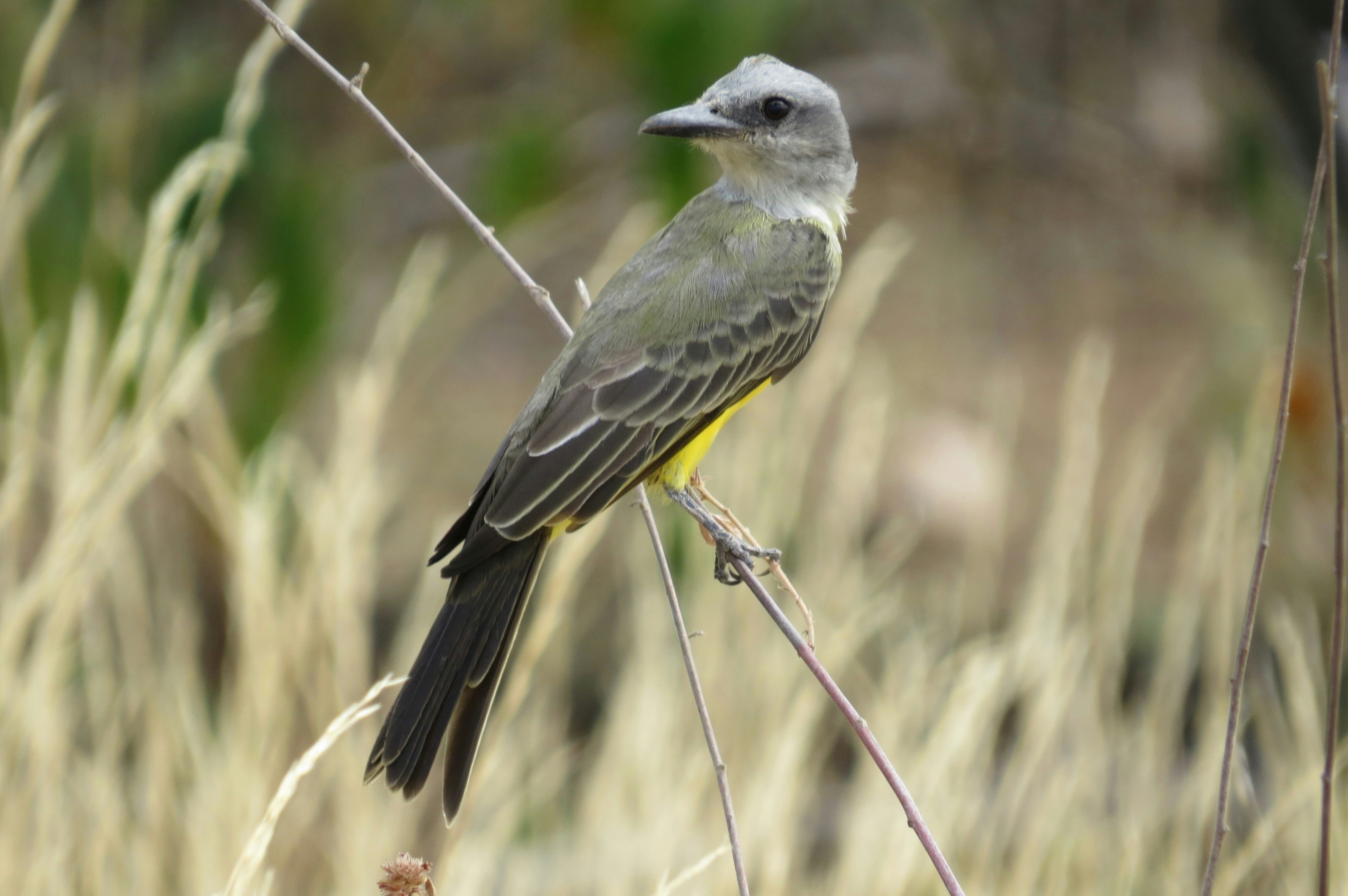 Photo by jaimedantas