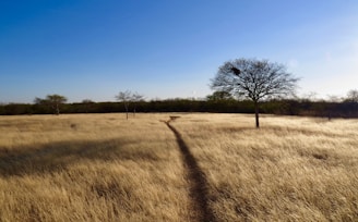 leafless tree on brown grass field under blue sky during daytime