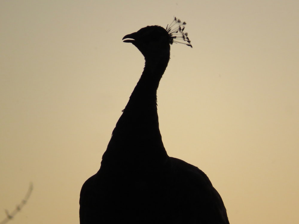 black peacock on brown wooden surface