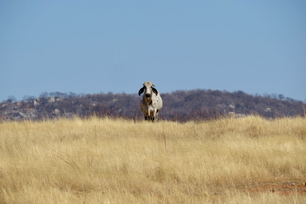 white and black cow on brown grass field during daytime