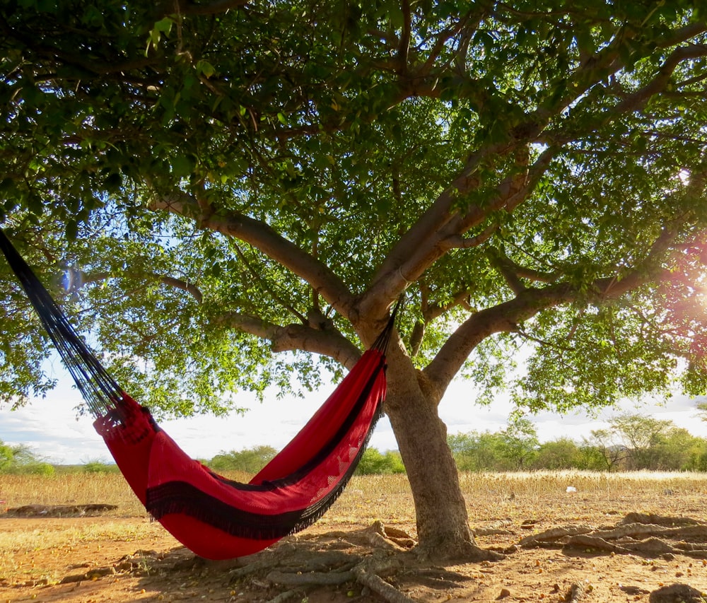 red hammock hanged on tree during daytime