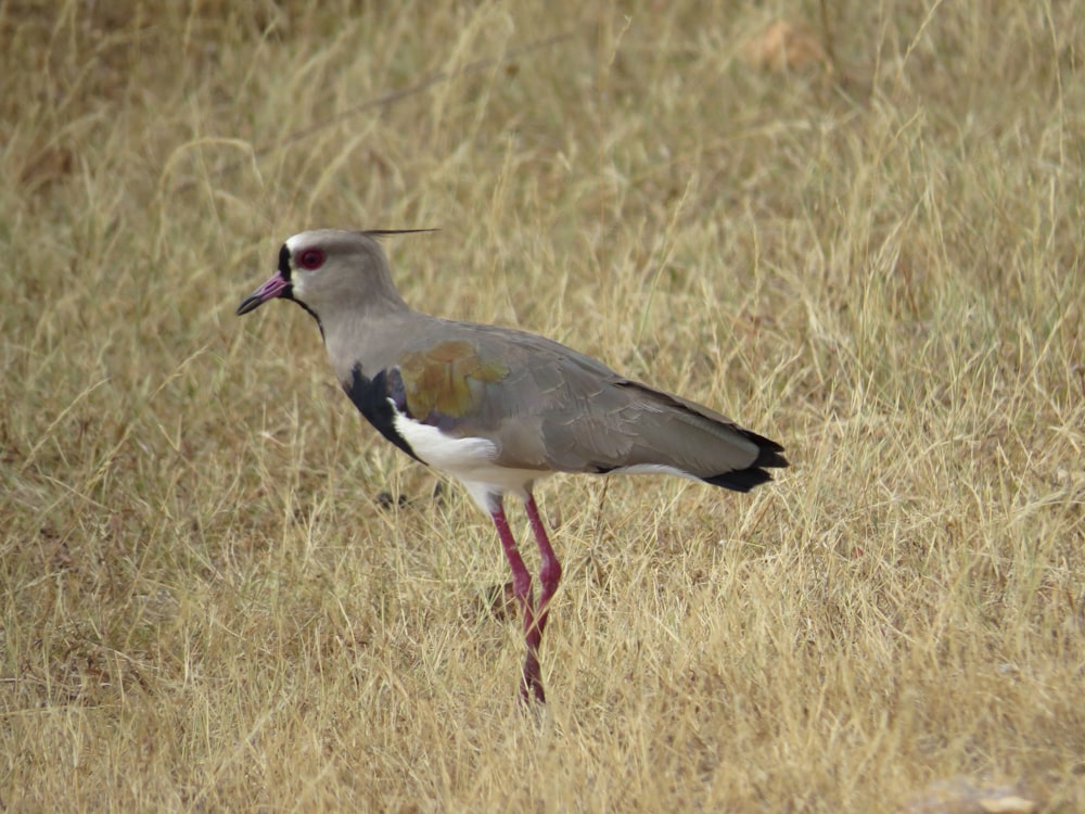 pájaro gris y blanco sobre hierba marrón durante el día